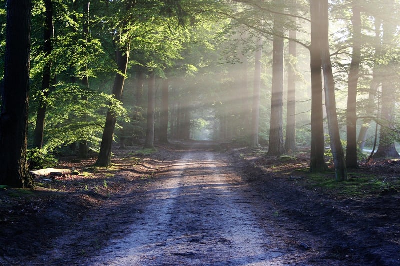 Forest Sanctuary